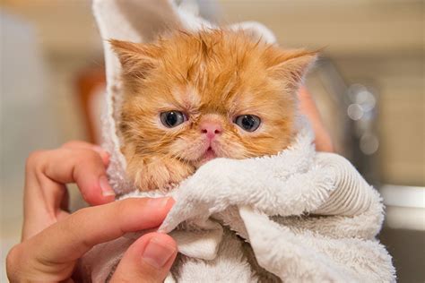 yavru kedi banyo yaptırılır mı